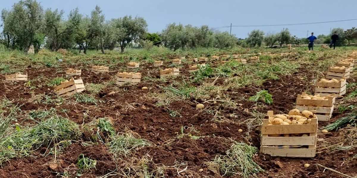 Patata novella siciliana in arrivo sugli scaffali